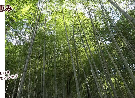 日本唯一の虎竹林