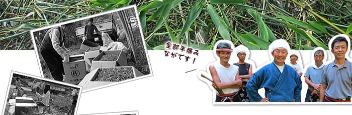 虎竹茶の原料