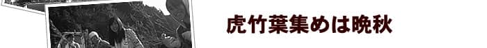 虎竹葉集めは晩秋