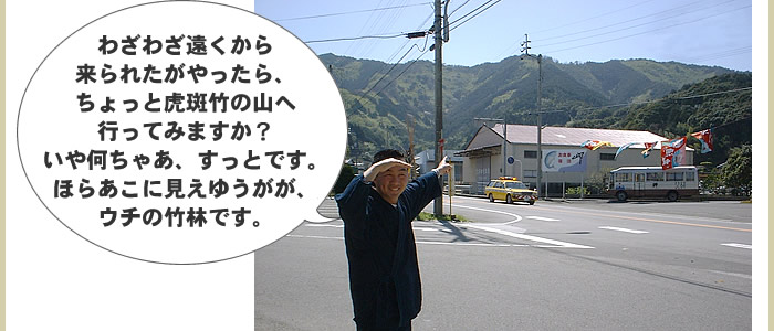 虎斑竹の山へいってみますか?
