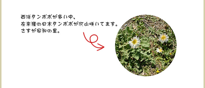 日本たんぽぽ