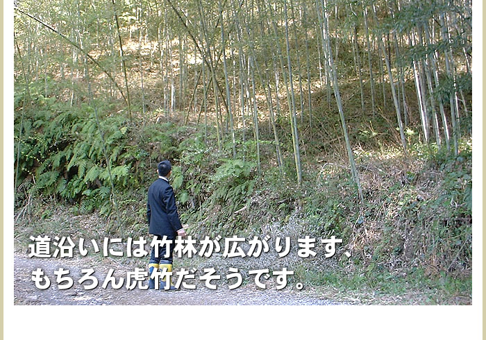 道沿いには竹林が広がります。