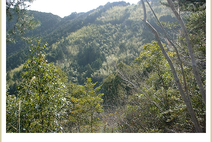 焼坂峠