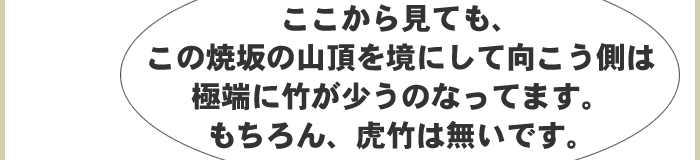 焼坂の山頂を境に竹が少のうなってます。