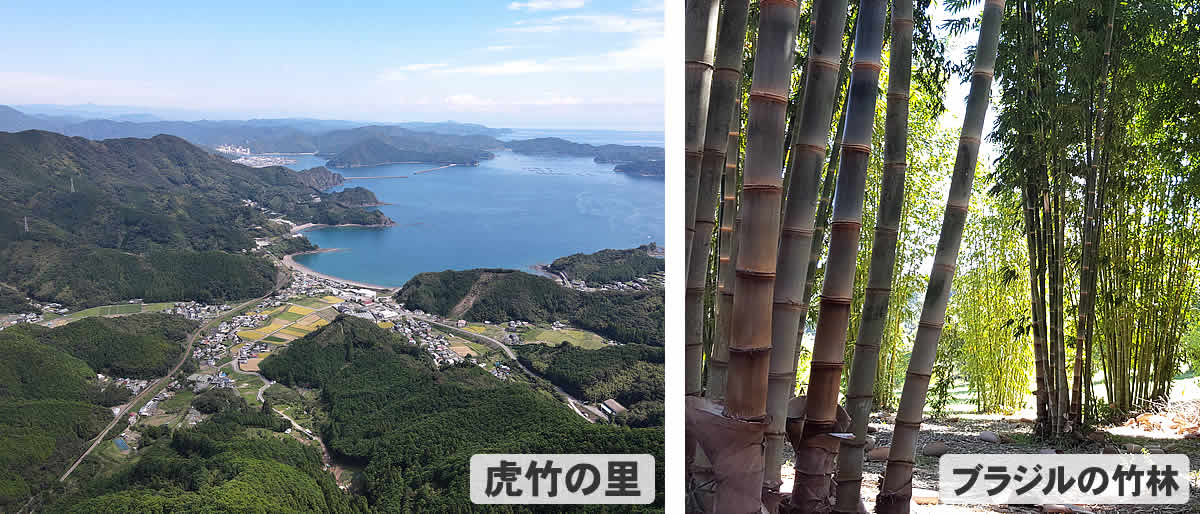 虎竹の里、ブラジルの竹林