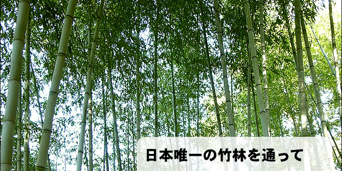 日本唯一の竹林を通って