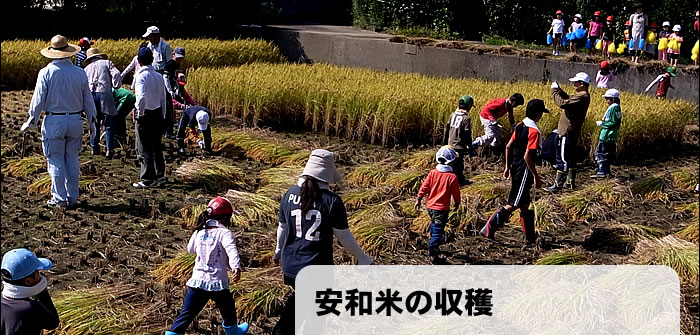 安和米の収穫