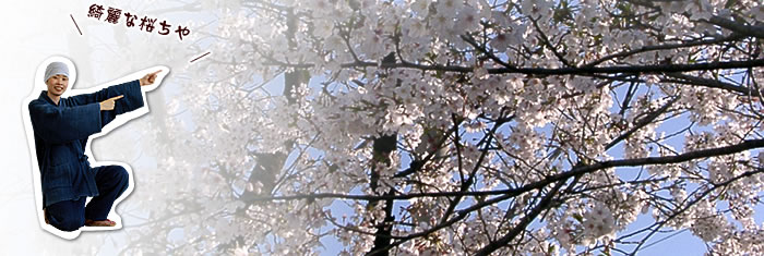 桜