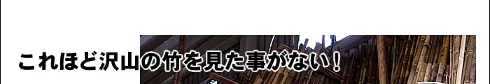 これほど沢山の竹を見た事がない!