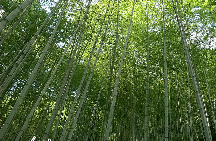 虎竹林