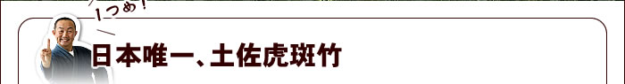 日本唯一、土佐虎斑竹