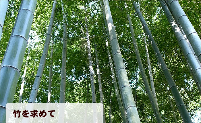 竹を求めて