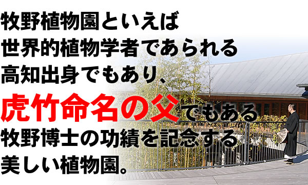 虎竹命名の父、牧野博士の功績を記念する牧野植物園