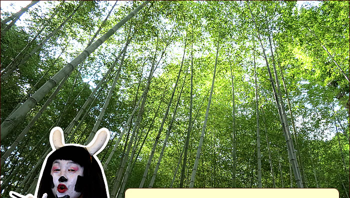 虎斑竹の竹林