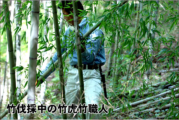 竹伐採中の竹虎竹職人