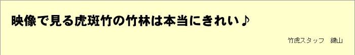 映像で見る虎斑竹の竹林は本当にきれい♪