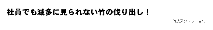 社員でも滅多に見られない竹の伐り出し！