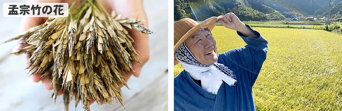 竹について 竹の種類 虎斑竹専門店 竹虎