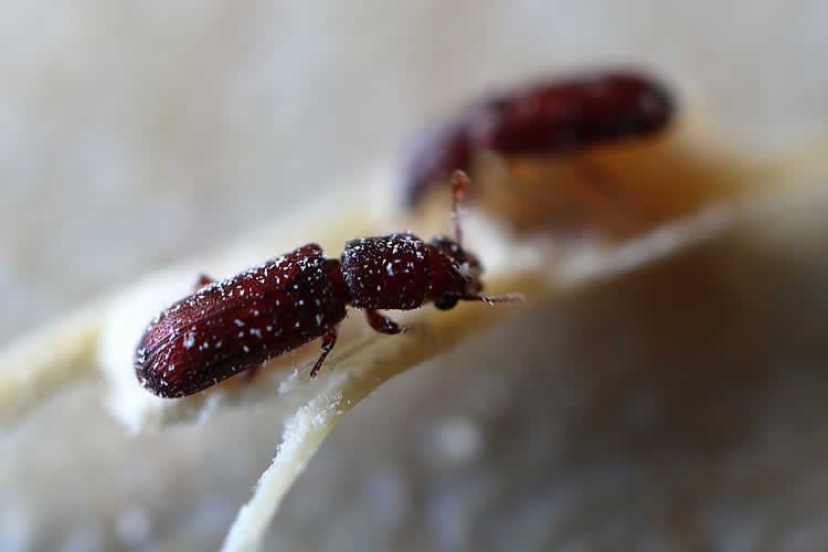 竹の虫害について 虎斑竹専門店 竹虎