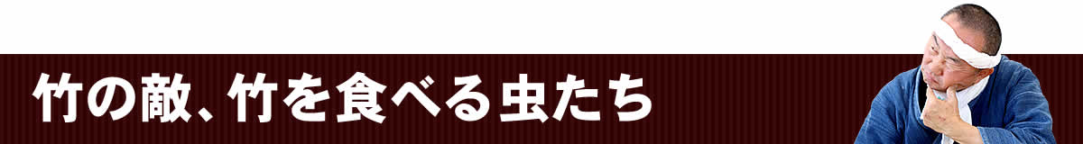 竹を食べる虫たち