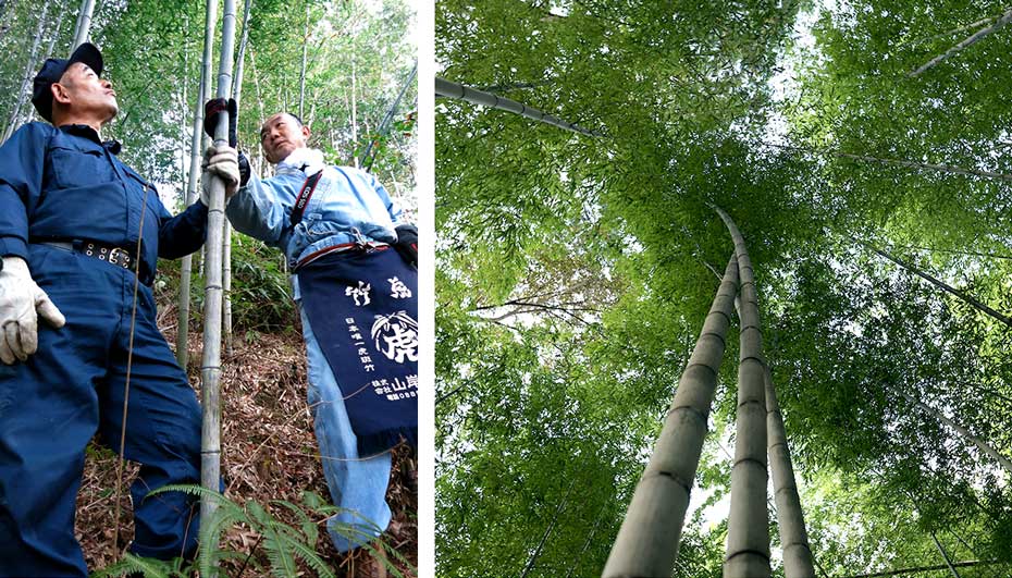 竹虎四代目,ヒロタリアンさん,竹林