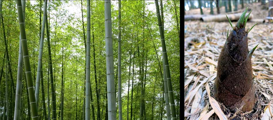 Unlimited bamboo resources