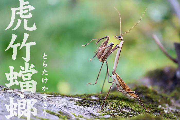 虎竹カマキリ