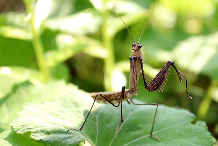 虎竹カマキリ