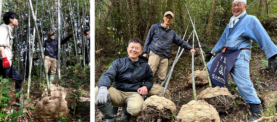 掘り出された5株の虎竹