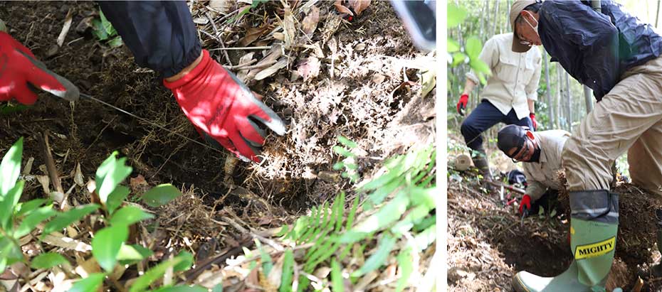虎斑竹の地下茎を切る作業