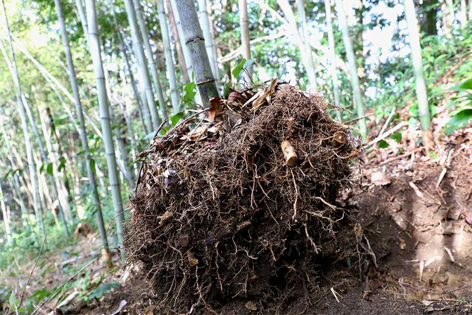掘り出した虎竹の竹根