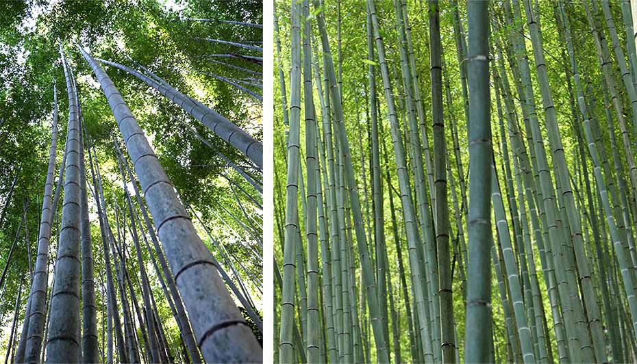 竹林で天に伸びる竹