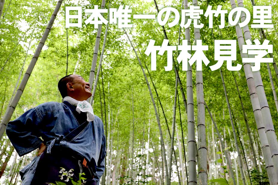日本唯一の虎竹の里の竹林見学では、高知県須崎市安和の虎竹の里まで竹林や工場を見に来てくれたお客様をご紹介します。