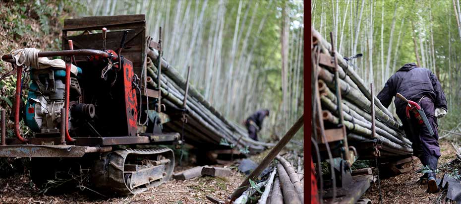 Carrying bamboo