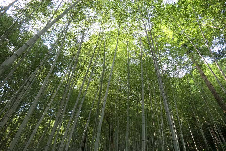 bamboo grove