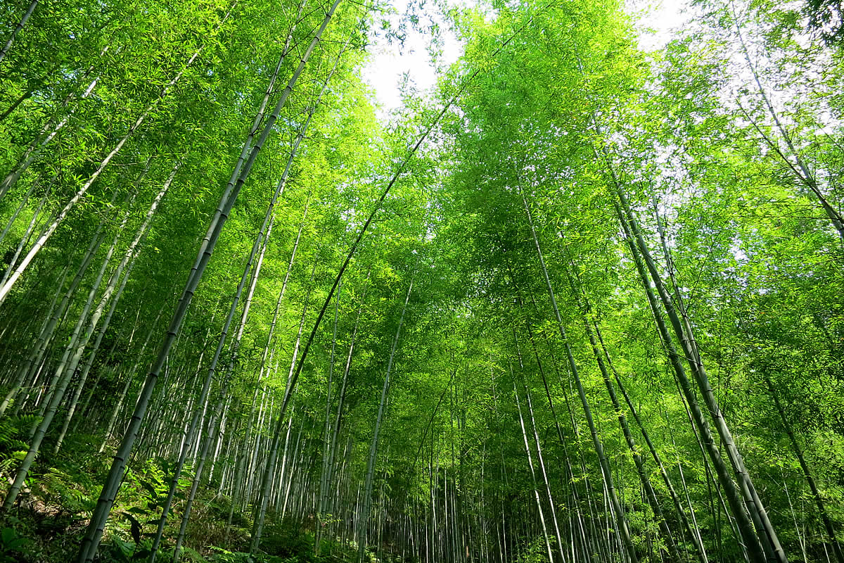 日本唯一の虎竹林