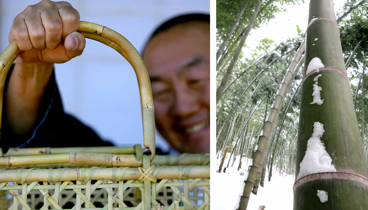 雪,竹林