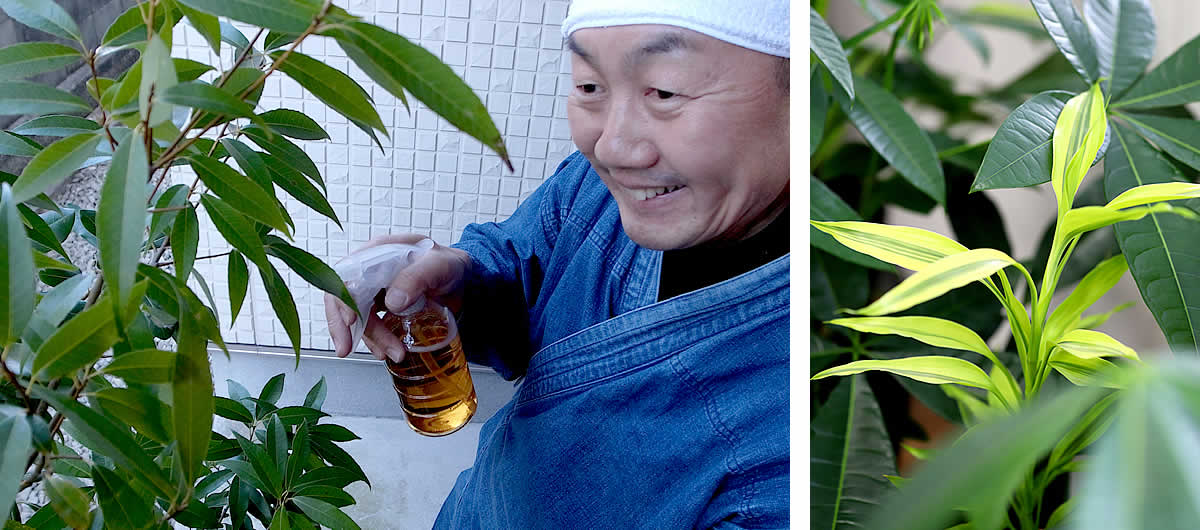 観葉植物