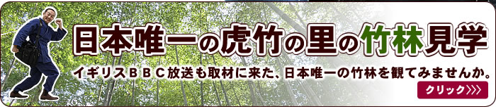 日本唯一の竹林見学
