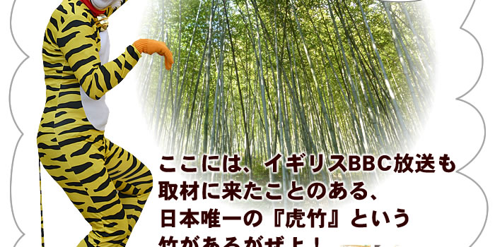 イギリスBBCも取材に来た虎竹がある