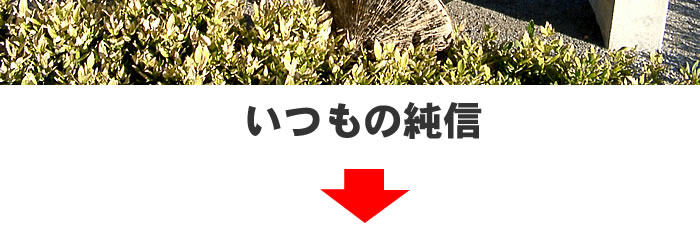 いつもの純信