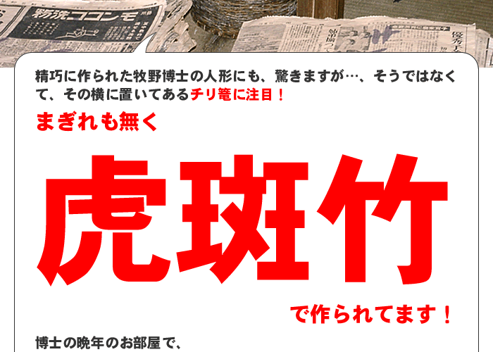 虎斑竹