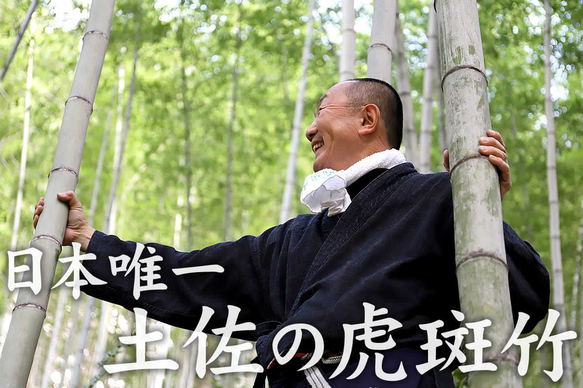 虎斑竹とは(Tiger Bamboo)？では、虎模様を持つ不思議な虎竹についてご紹介します。