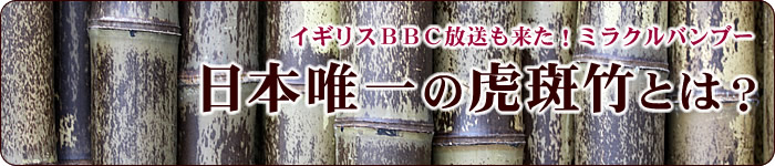 虎斑竹とは?