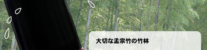 大切な孟宗竹の竹林