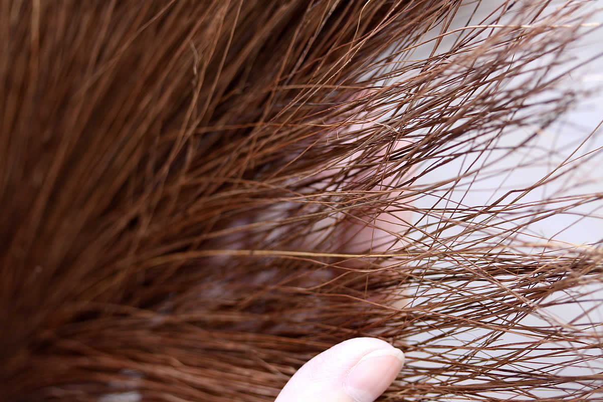 棕櫚箒（シュロほうき）、鬼毛、おにげ、繊維