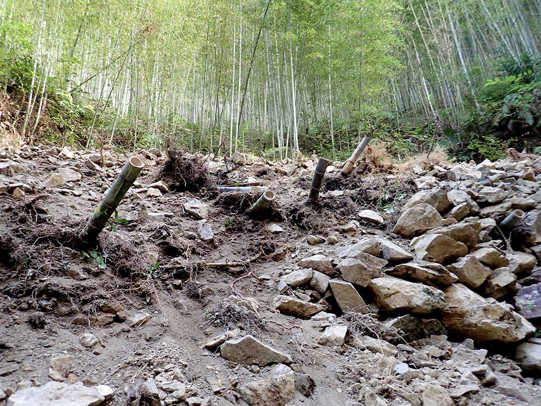 虎竹の山