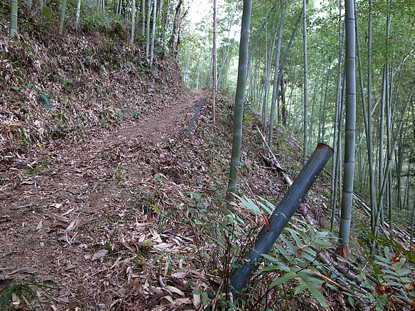 虎竹の山