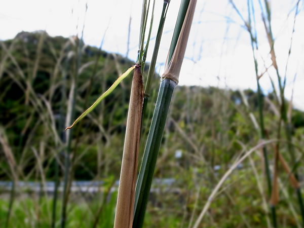 竹材 竹虎工場長ブログ