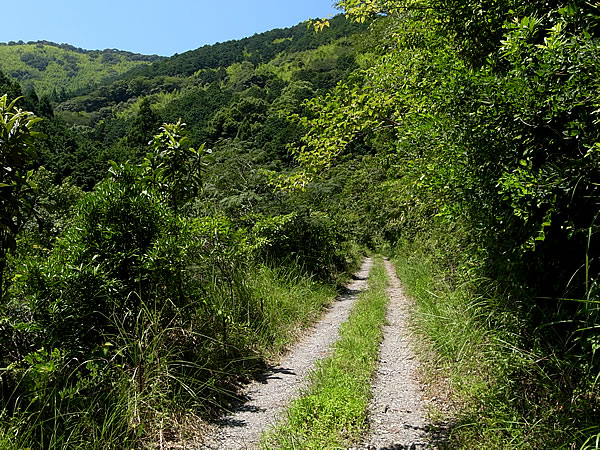 山 整備 秋